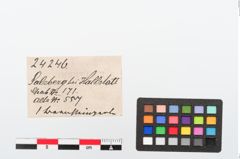 Etiketten zu Bernsteinperle (NHMW-PRAE-024246)